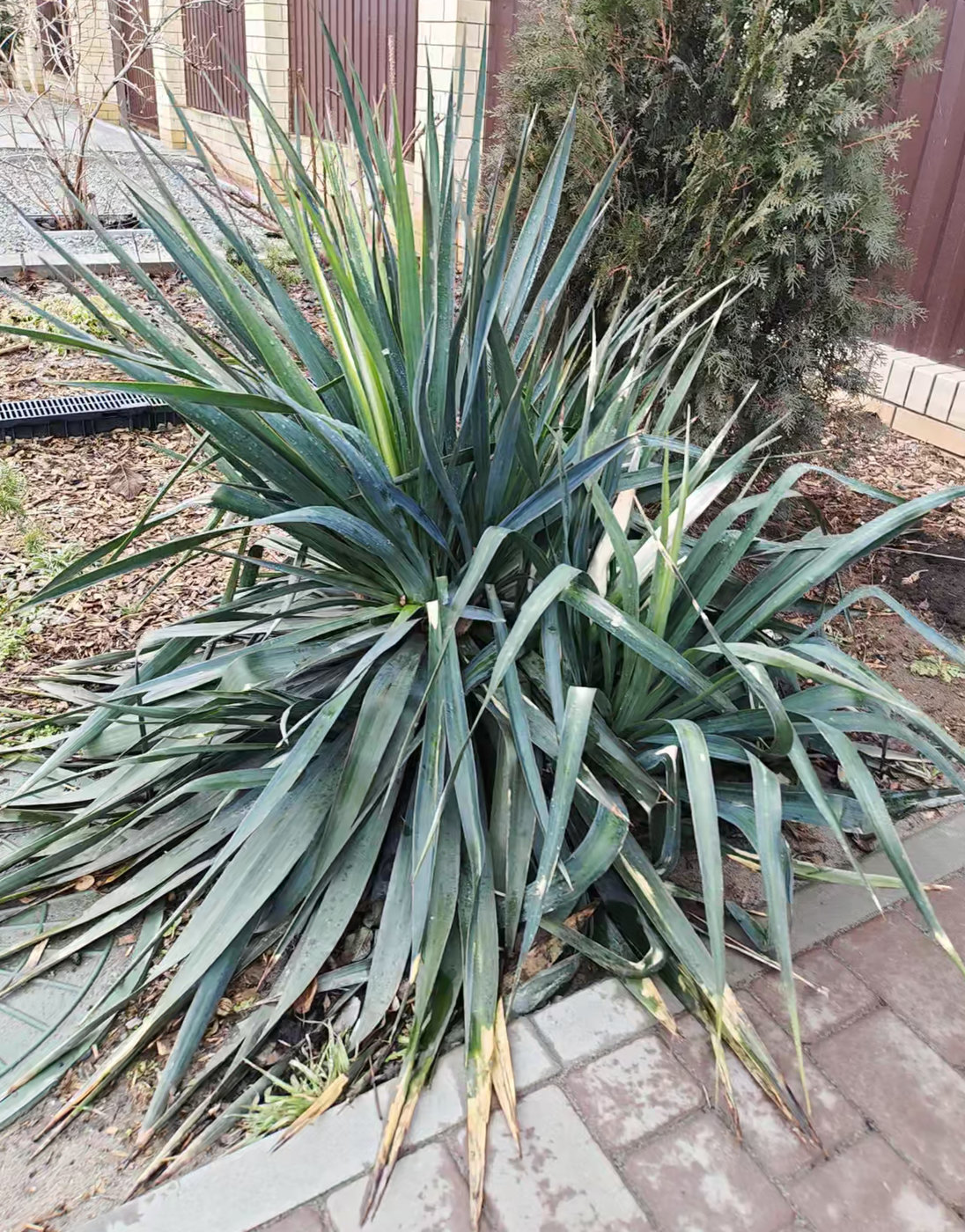 Изображение особи Yucca gloriosa.