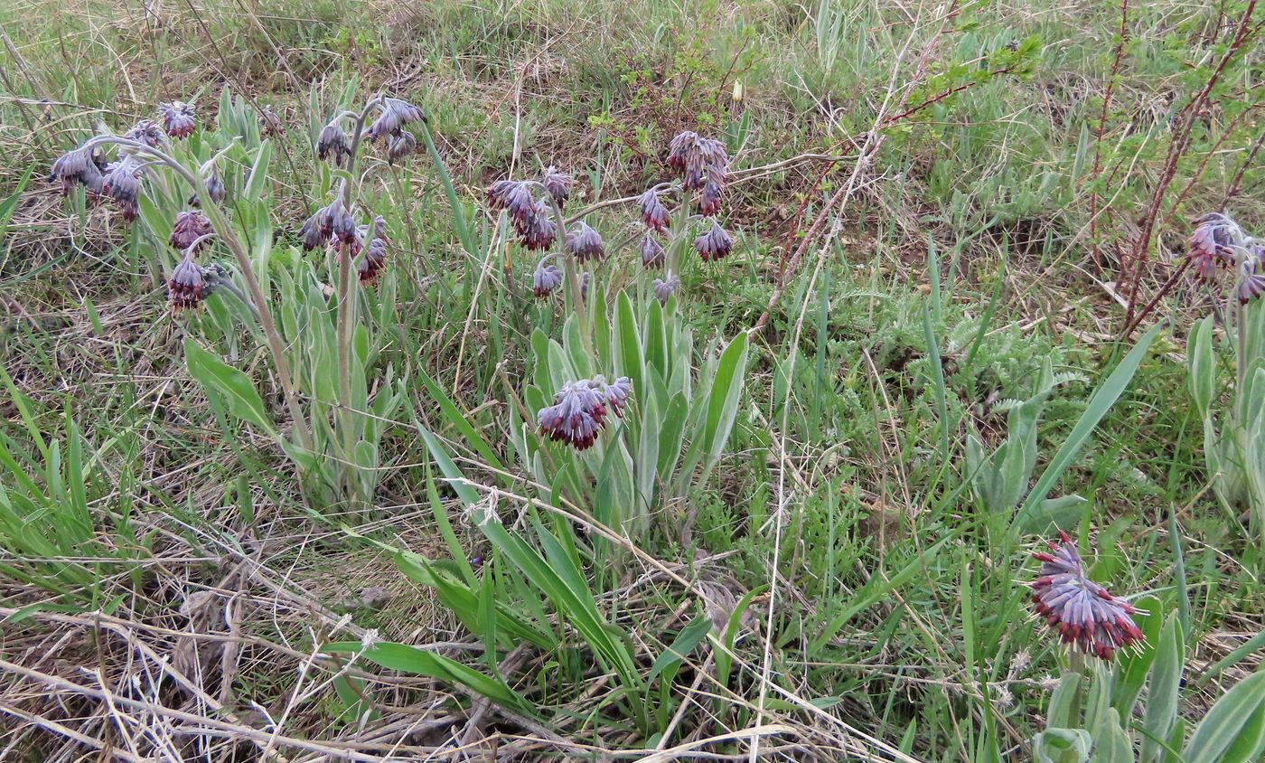 Image of Lindelofia stylosa specimen.