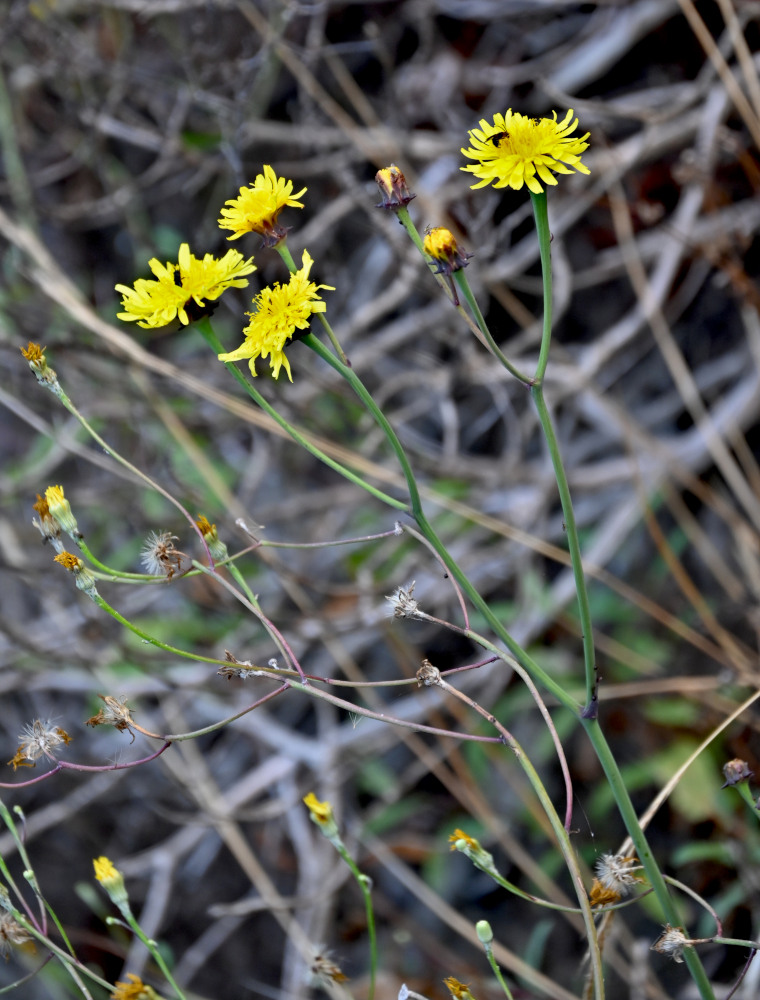 Изображение особи род Sonchus.