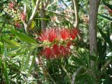 род Callistemon. Побег с цветками и завязавшимися плодами. Турецкая Республика, пров. Анталья, г. Кемер (Türkiye Cumhuriyeti, il Antalya, Kemer); в озеленении вдоль дорог. 07.06.2009.