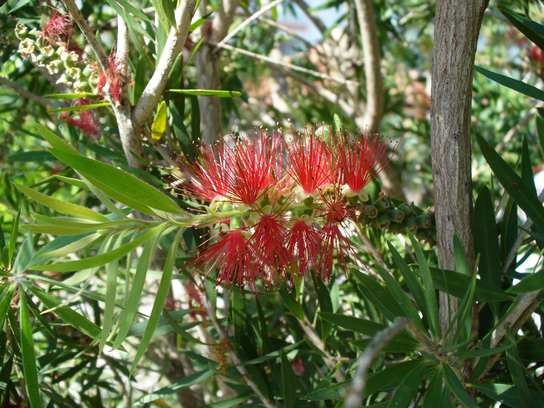 Изображение особи род Callistemon.