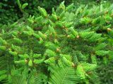 Picea rubens. Ветви с молодыми побегами. Ярославская обл., г. Переславль-Залесский, дендропарк им. Харитонова. Июнь 2026 г.