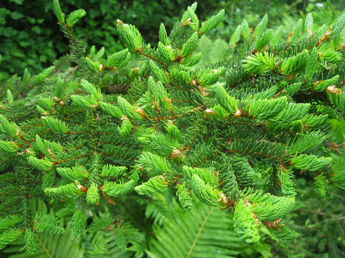 Image of Picea rubens specimen.