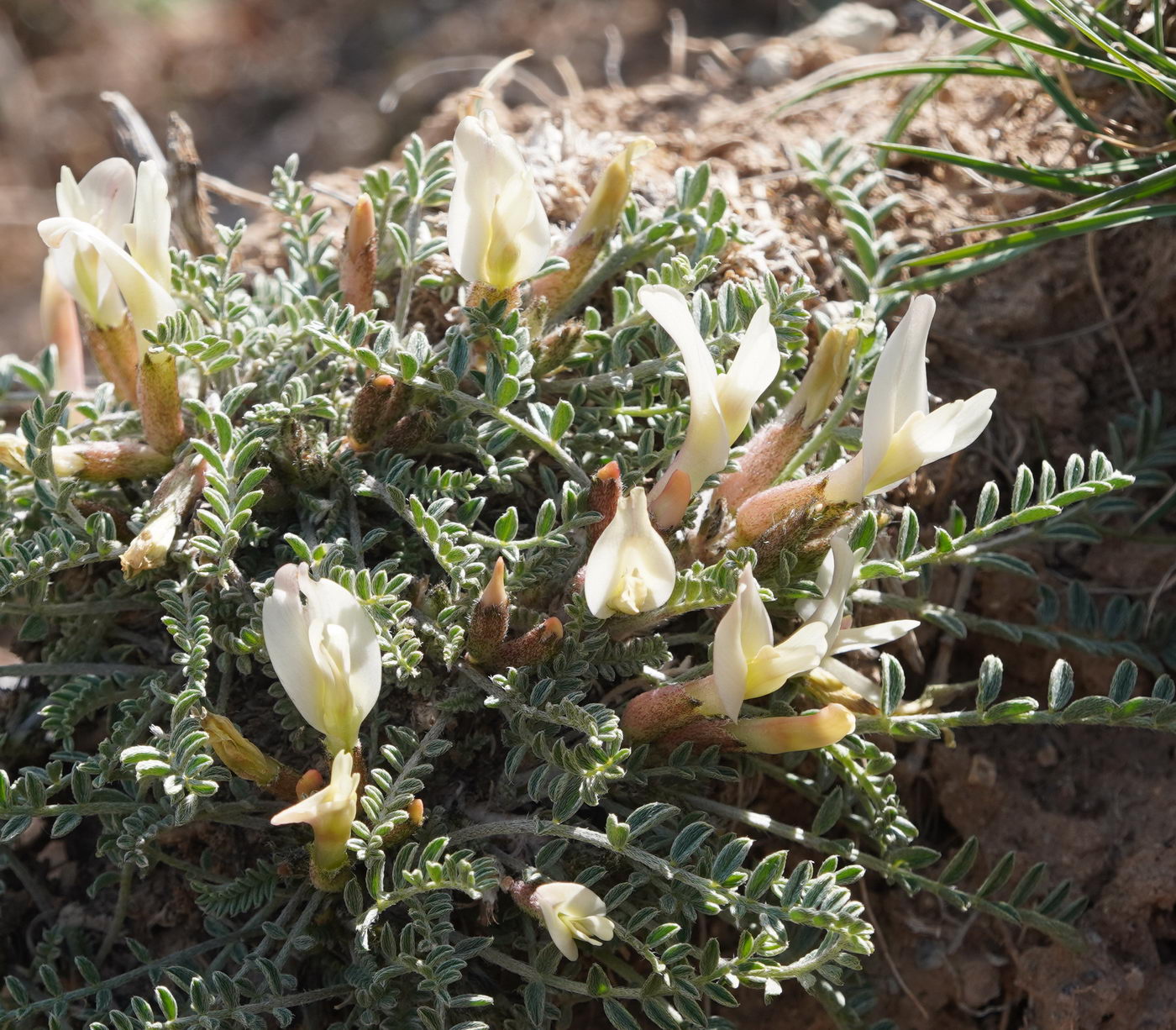 Image of genus Astragalus specimen.