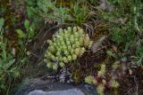 genus Sedum