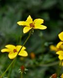 Bidens aurea