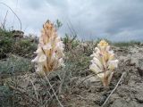Cistanche fissa