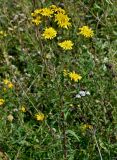 Hieracium umbellatum. Верхушка цветущего растения. Московская обл., гор. округ Домодедово, низовья р. Пахра, луговой склон. 30.08.2026.