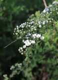 Spiraea × cinerea. Конец ветви с соцветиями. Москва, Кузьминский парк, в озеленении. 10.05.2011.