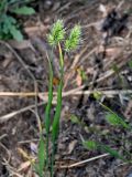 Cynosurus echinatus. Цветущее растение. Португалия, округ Авейру, природный парк Бусаку, ≈ 500 м н.у.м., опушка лиственного леса. 14.06.2026.