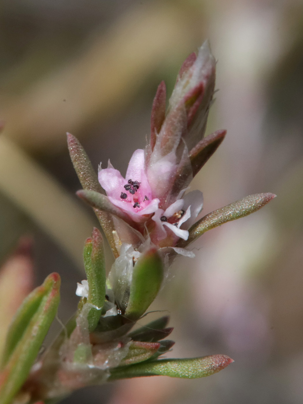 Image of genus Polygonum specimen.