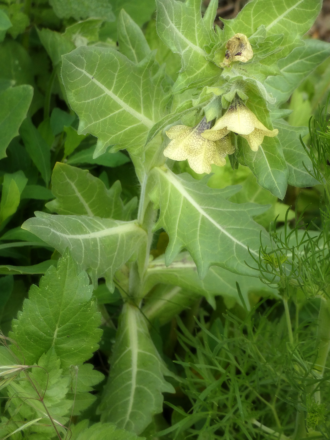 Изображение особи Hyoscyamus niger.