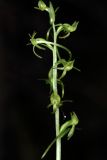 Platanthera tipuloides. Соцветие. Сахалин, г. Южно-Сахалинск, западный макросклон Сусунайского хр., правый склон долины р. Уюновка, 203 м н.у.м., пихтово-каменноберезовый лес. 02.07.2025.