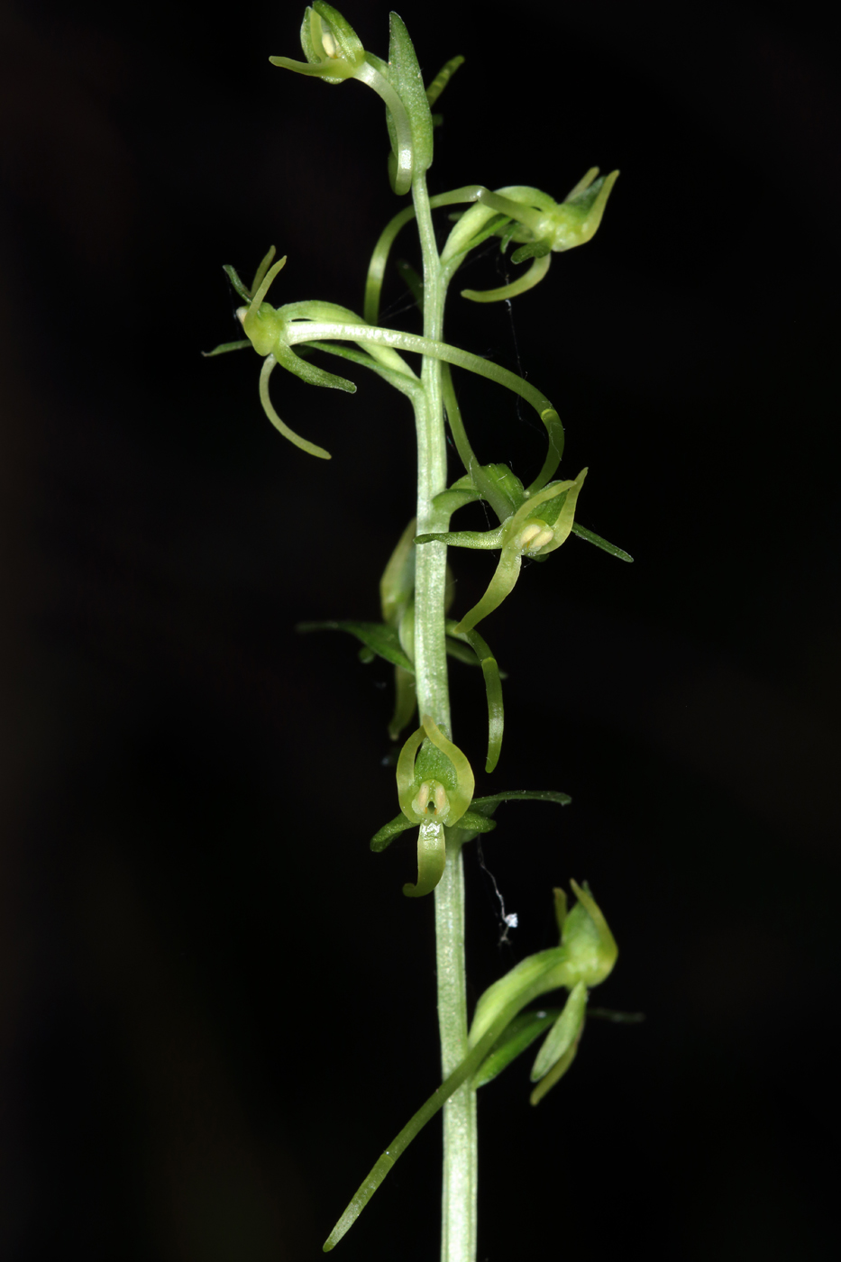 Image of Platanthera tipuloides specimen.