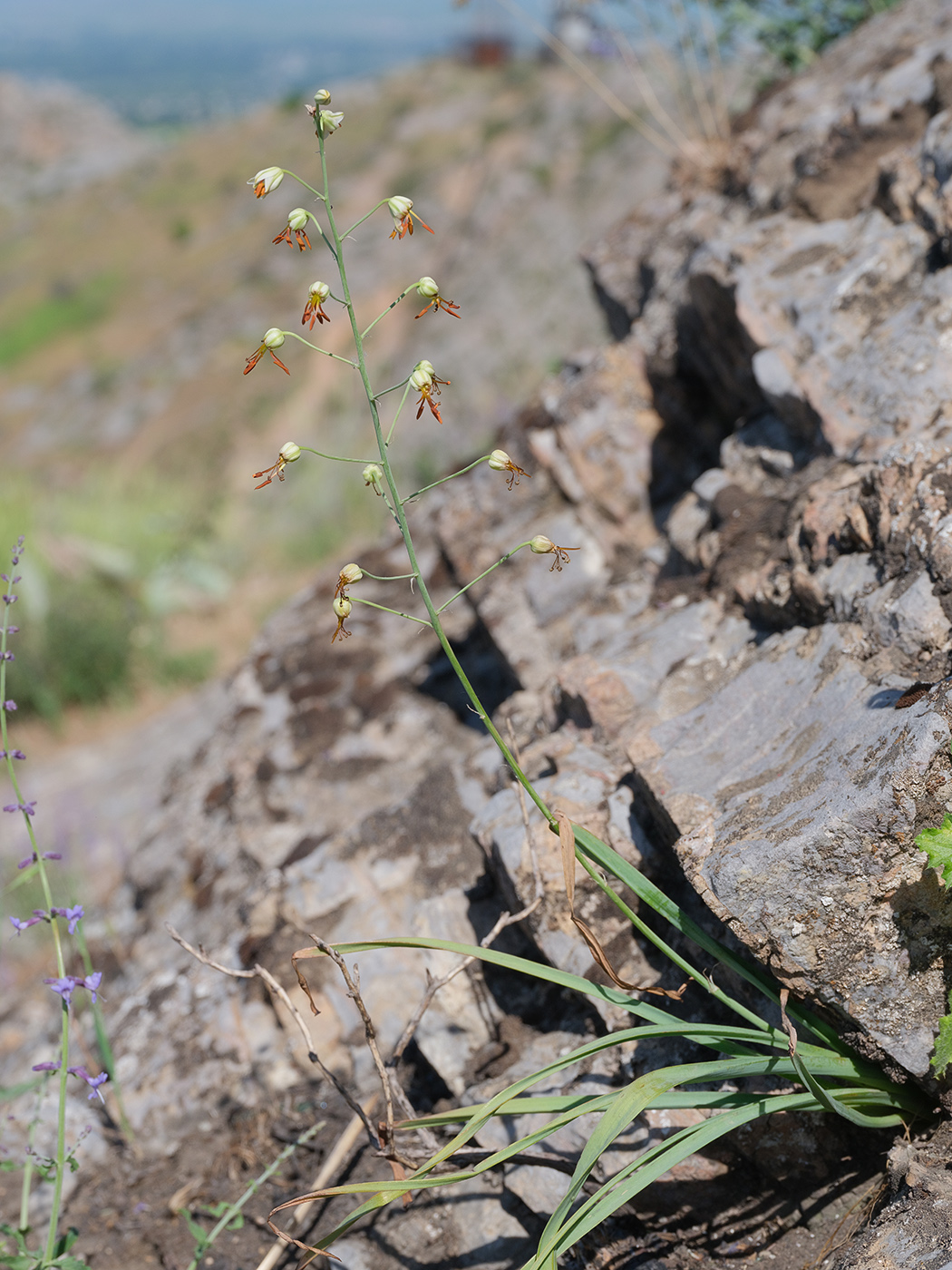 Изображение особи Eremurus soogdianus.