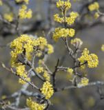 Cornus mas. Ветвь с соцветиями. Крым, гора Чатыр-Даг (нижнее плато). 02.05.2011.