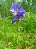 Polemonium caeruleum