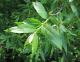 Salix × meyeriana. Ветвь. Татарстан, Бугульминский р-н. 11.06.2011.