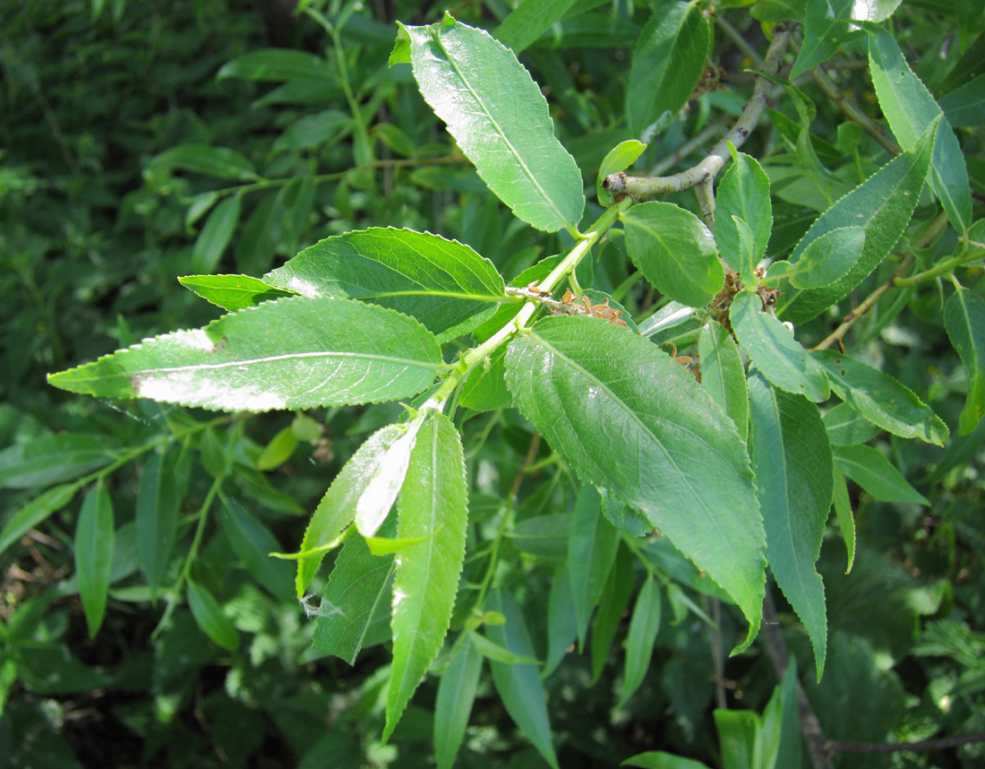 Изображение особи Salix × meyeriana.