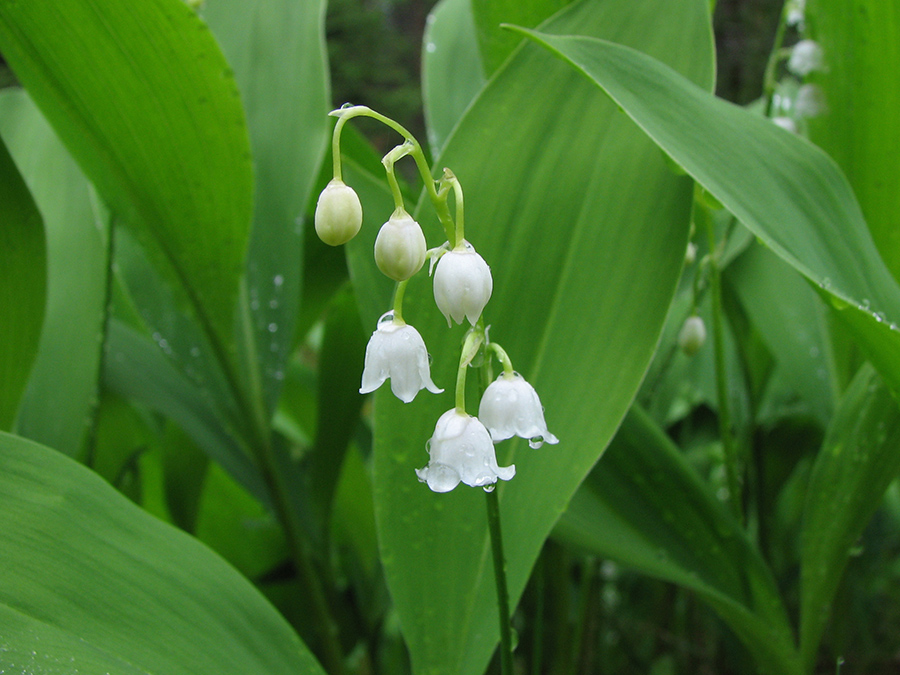 Изображение особи Convallaria majalis.