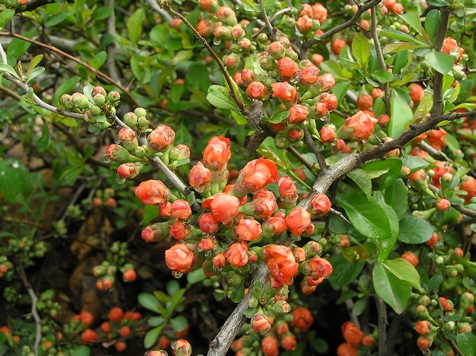 Изображение особи Chaenomeles japonica.