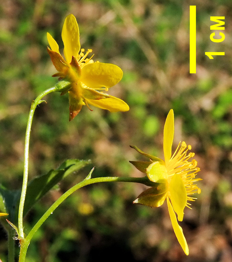 Image of Waldsteinia ternata ssp. maximowicziana specimen.