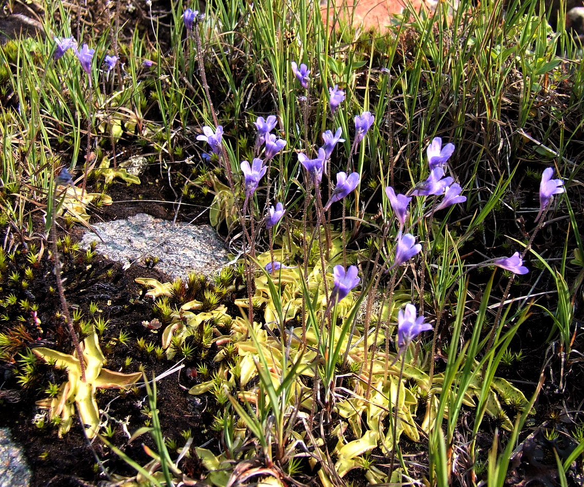 Изображение особи Pinguicula vulgaris.