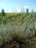 Stipa capillata