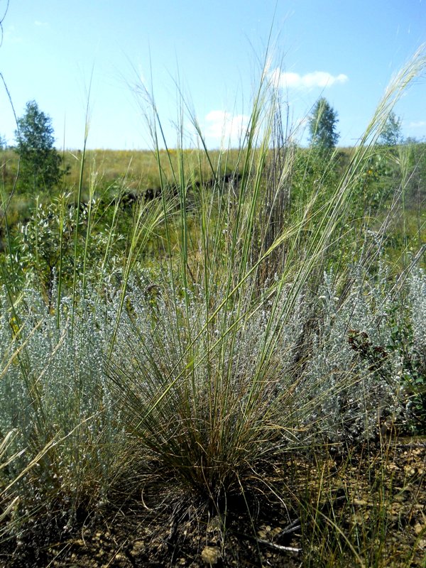 Изображение особи Stipa capillata.