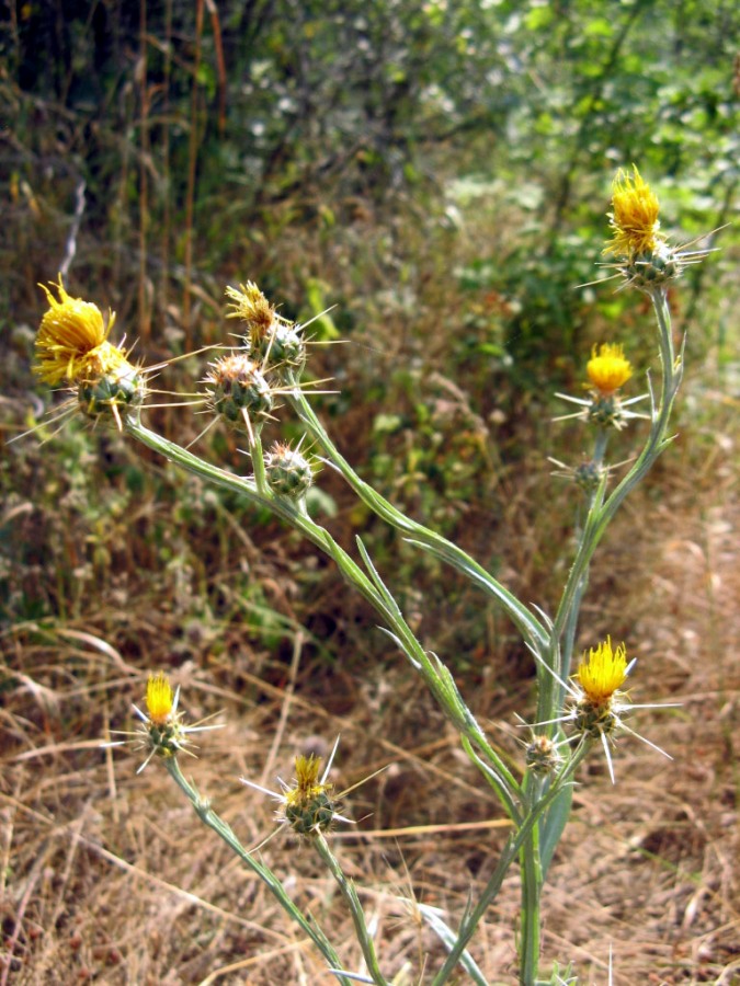 Image of Centaurea solstitialis specimen.