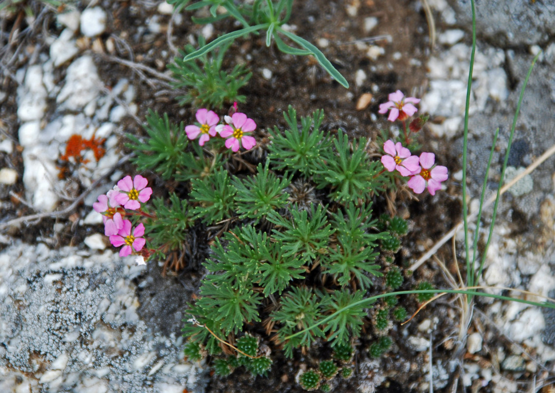 Image of Chamaerhodos altaica specimen.