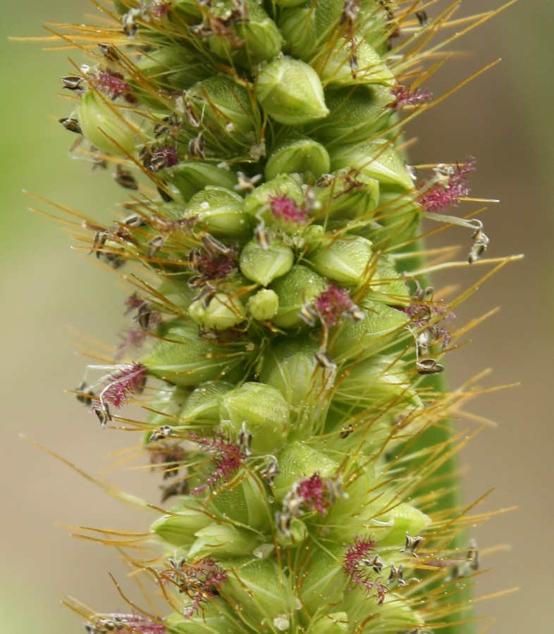 Image of Setaria pumila specimen.