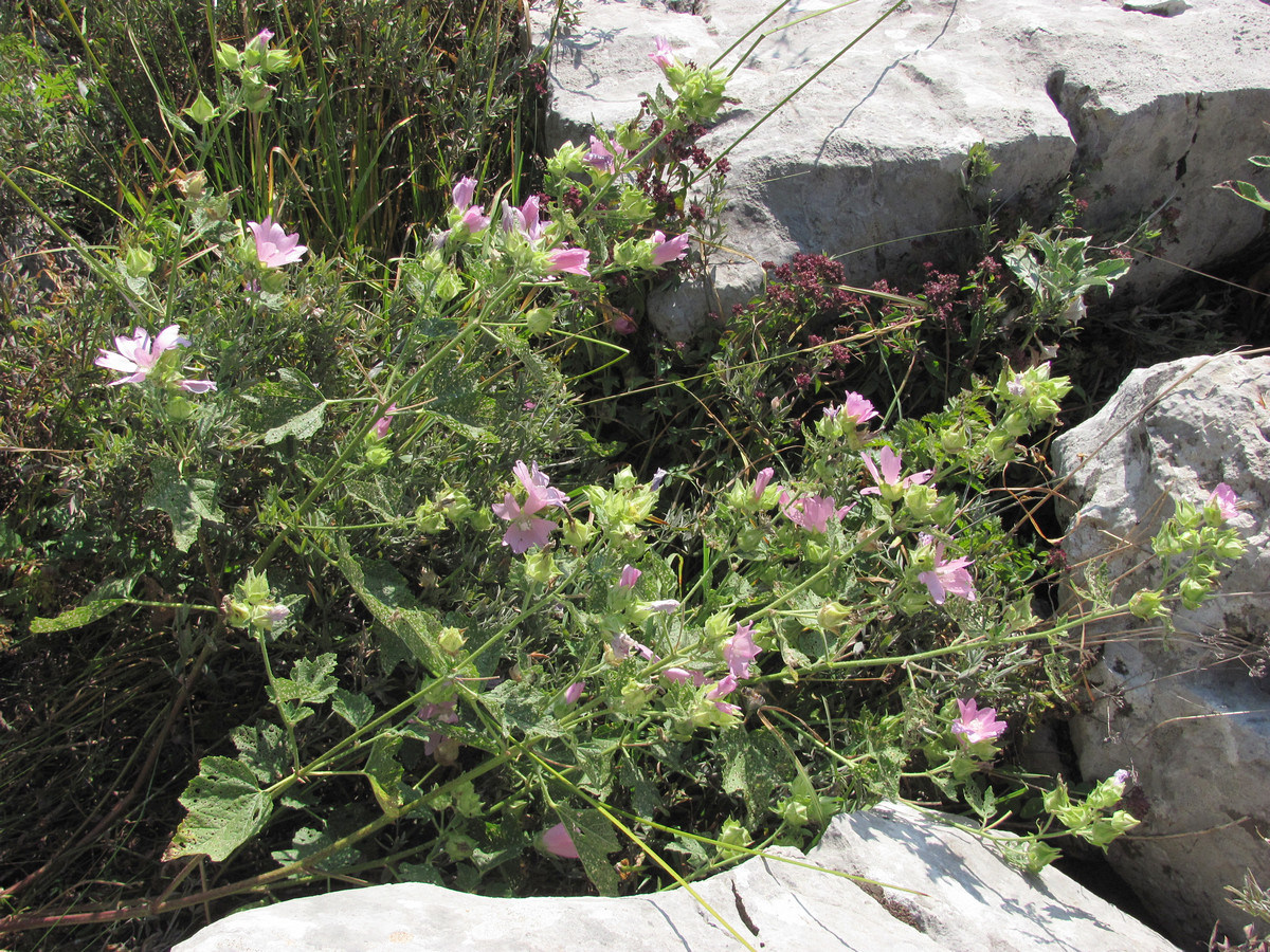 Image of Malva thuringiaca specimen.