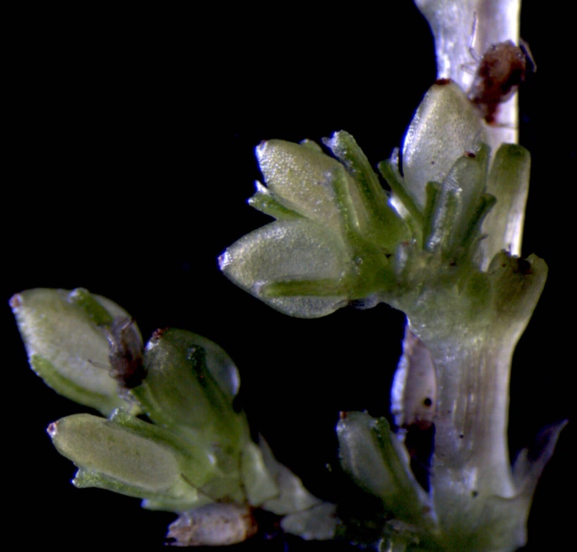 Image of Pilea mongolica specimen.