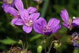 Geranium sylvaticum