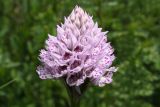Neotinea tridentata