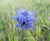Succisa pratensis. Соцветие. Украина, Львовская обл., Золочивский р-н, на запад от села Червонэ, урочище \"Лыса гора\", луг на пологом склоне горы. 23.09.2011.