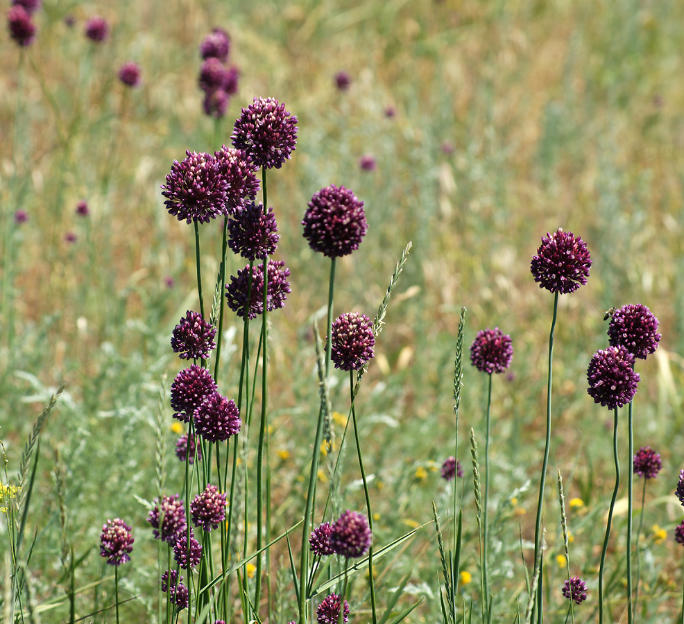 Изображение особи Allium rotundum.