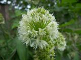 Allium victorialis