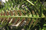 Dryopteris villarii