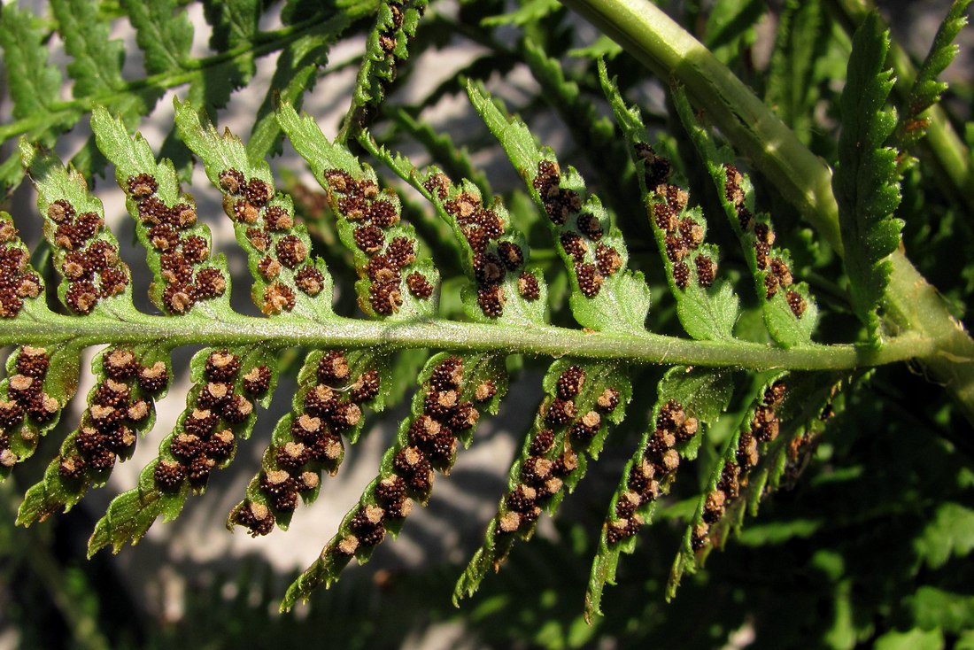 Изображение особи Dryopteris villarii.