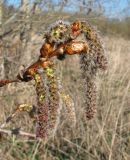 Populus tremula