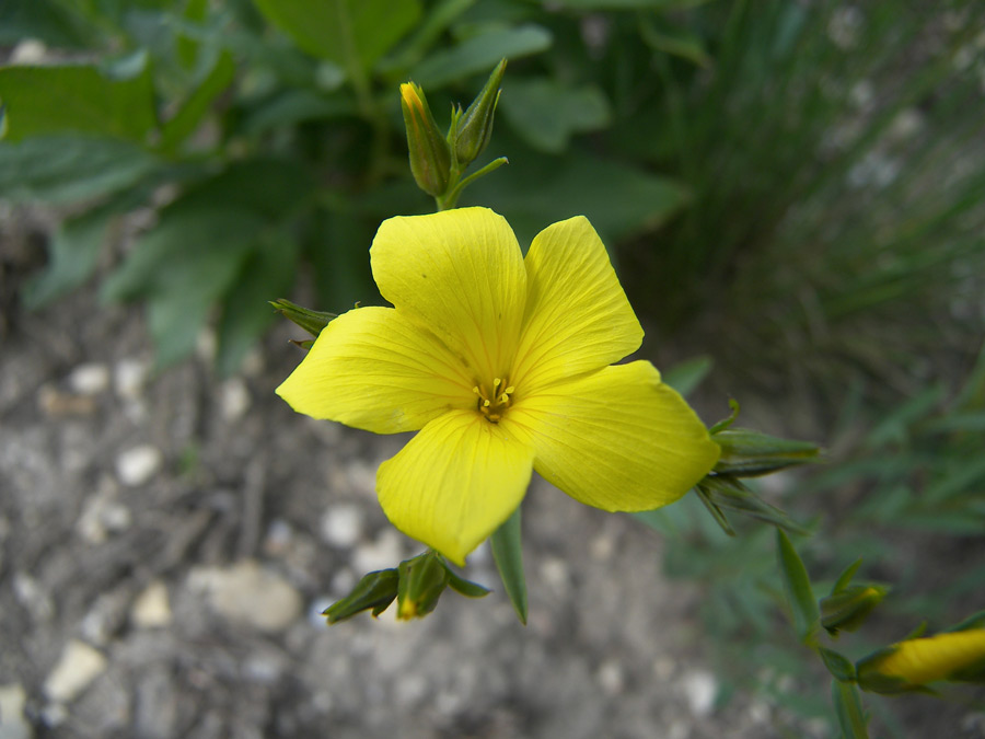Image of Linum alexeenkoanum specimen.