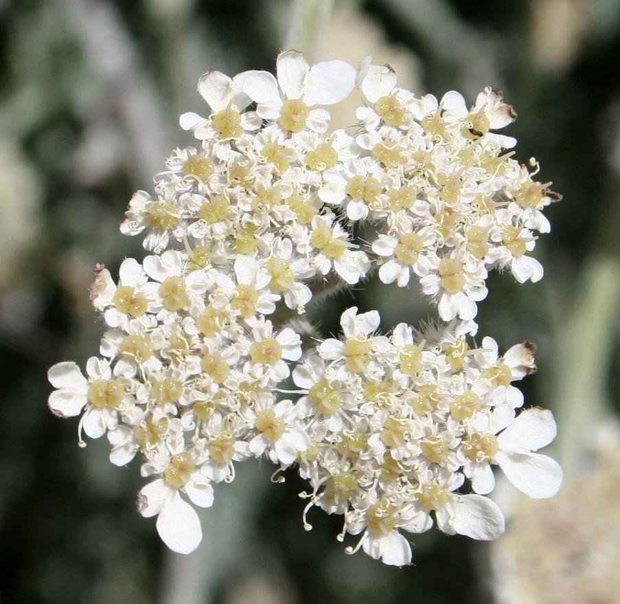 Изображение особи Semenovia dissectifolia.