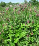 Geum rivale