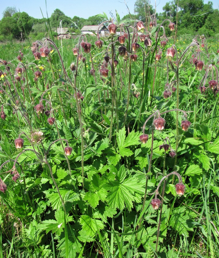 Image of Geum rivale specimen.