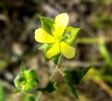 Image of taxon representative. Author is Базар Довлетов