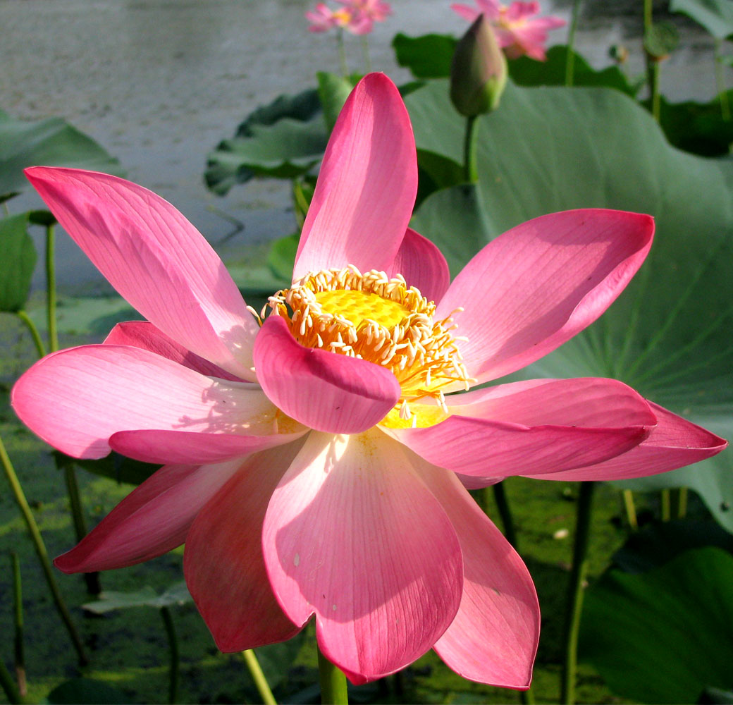 Image of Nelumbo caspica specimen.