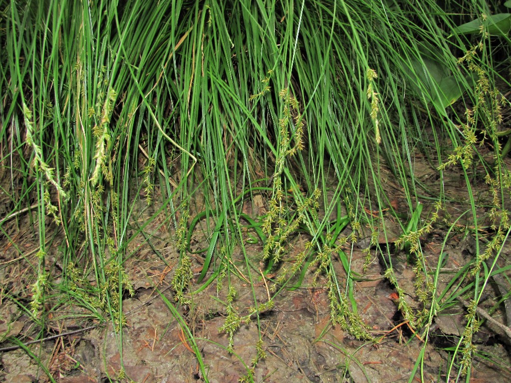 Изображение особи Carex elongata.