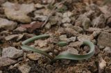 Tulipa buhseana